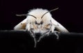 A Female Gypsy Moth