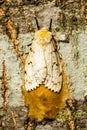 A female gypsy moth laying her eggs