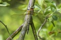 Female Hairy Hawker Dragonfly
