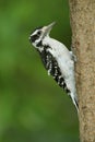 Female Hairy Woodpecker