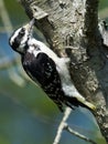 Female Hairy Woodpecker