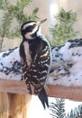 A female Hairy Woodpecker feeding on sunflower seeds