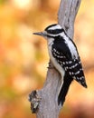 Female Hairy Woodpecker