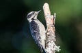 A female Hairy woodpecker ` Leuconotopicus villosus `