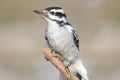Female Hairy Woodpecker Picoides villosus Royalty Free Stock Photo