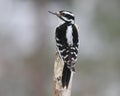 Female Hairy Woodpecker