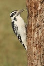 Female Hairy Woodpecker (Picoides villosus) Royalty Free Stock Photo