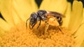 A female Halictus Sweat bee pollinating a yellow Garland daisy flower. Royalty Free Stock Photo