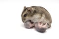 Female hamster breastfeeding her new baby born