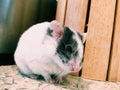 Female hamster