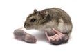 Female hamster with his new baby born hamsters Royalty Free Stock Photo