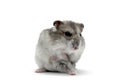 Female hamster on a white background