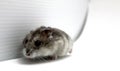 Female hamster on a white background