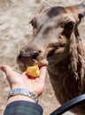 Female hand with apple feeding deer