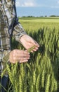 Female hand in barley field, farmer examining plants, agricultural concept. Royalty Free Stock Photo