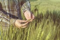 Female hand in barley field, farmer examining plants, agricultural concept. Royalty Free Stock Photo