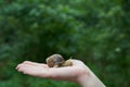 Female hand and a big snail on the background of the forest