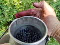 Female hand with blue fingers from picking blueberries, holding metal can. fresh berries from the forest Royalty Free Stock Photo
