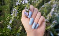 Female hand with blue nail design. Glitter blue nail polish manicure. Female model hand hold blooming rosemary branch Royalty Free Stock Photo