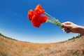 Female hand with a bouquet of red poppy flowers on the background of the landscape with distortion, concept Royalty Free Stock Photo