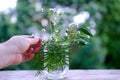 female hand, bouquet of wild flowers on old wooden table in garden, beautiful blurred natural landscape in background with green Royalty Free Stock Photo