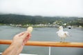 Female hand with bread and seagull Royalty Free Stock Photo