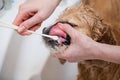 Female hand brushing her dog teeth, close-up Royalty Free Stock Photo
