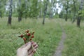 In a female hand a bunch of wild strawberries. Birch Grove