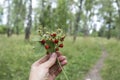 In a female hand a bunch of wild strawberries. Birch Grove