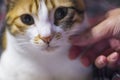 Female hand caress her calico cat softly, close up, indoor