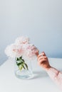 Female hand caress light pink peonies flowers in a vase on white background. Arm of carefree woman touching beautiful