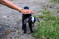 Female hand caring a black goat kid. Kindness to farm animals concept photo. Woman care on little goat Royalty Free Stock Photo