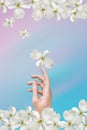 female hand of a Caucasian girl in beautiful white dogwood flowers. fingers are raised. Display for advertising