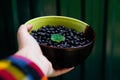 Female hand circle bowl of blueberry, bilberry showing and giving it. Deep green dark steel minimal shine background Royalty Free Stock Photo