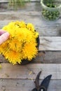 Female hand collecting dangelion flower in pot