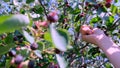 female hand collects berries from the tree. fruit bushes of Saskatoon berries inky hue Royalty Free Stock Photo