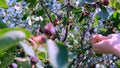 female hand collects berries from the tree. fruit bushes of Saskatoon berries inky hue Royalty Free Stock Photo