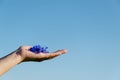 Female hand with cornflower on blue sky background Royalty Free Stock Photo