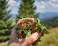 Female hand with cowberries twigs with berries and leaves on mountains background