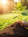 A female hand delicately cradles a tiny sapling, its roots reaching deep into the fertile soil of a lush green field