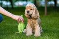 Female hand with dog shit in bag Royalty Free Stock Photo