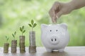 female hand dropping money into piggy bank forsavings,and trees growing on coins the concept Royalty Free Stock Photo
