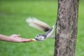 feed bread food to squirrel