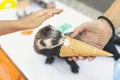 Female hand feeding ermine with ice cream, baby hand preparing to stroke the animal