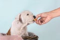 Female hand feeding puppy American Staffordshire Terrier on light blue background, close-up