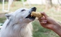 Female hand feeding dog with corn Royalty Free Stock Photo
