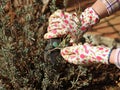 female hand in flower gloves holds bypass secateurs and cuts lavender bush, closeup of seasonal work in garden Royalty Free Stock Photo