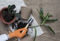 Female hand, flowerpots, soil pile, plant sprout, rake and shovel on burlap background. Woman replanting indoor potted flowers, Royalty Free Stock Photo