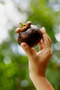 Female hand with fresh and ripe mangosteen Royalty Free Stock Photo