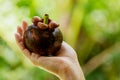 Female hand with fresh and ripe mangosteen